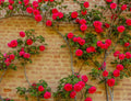 Climbing Rose Vine Seeds - 50 Pack, Fragrant Blooms, Rosa spp., Garden Climbing Plant Seeds