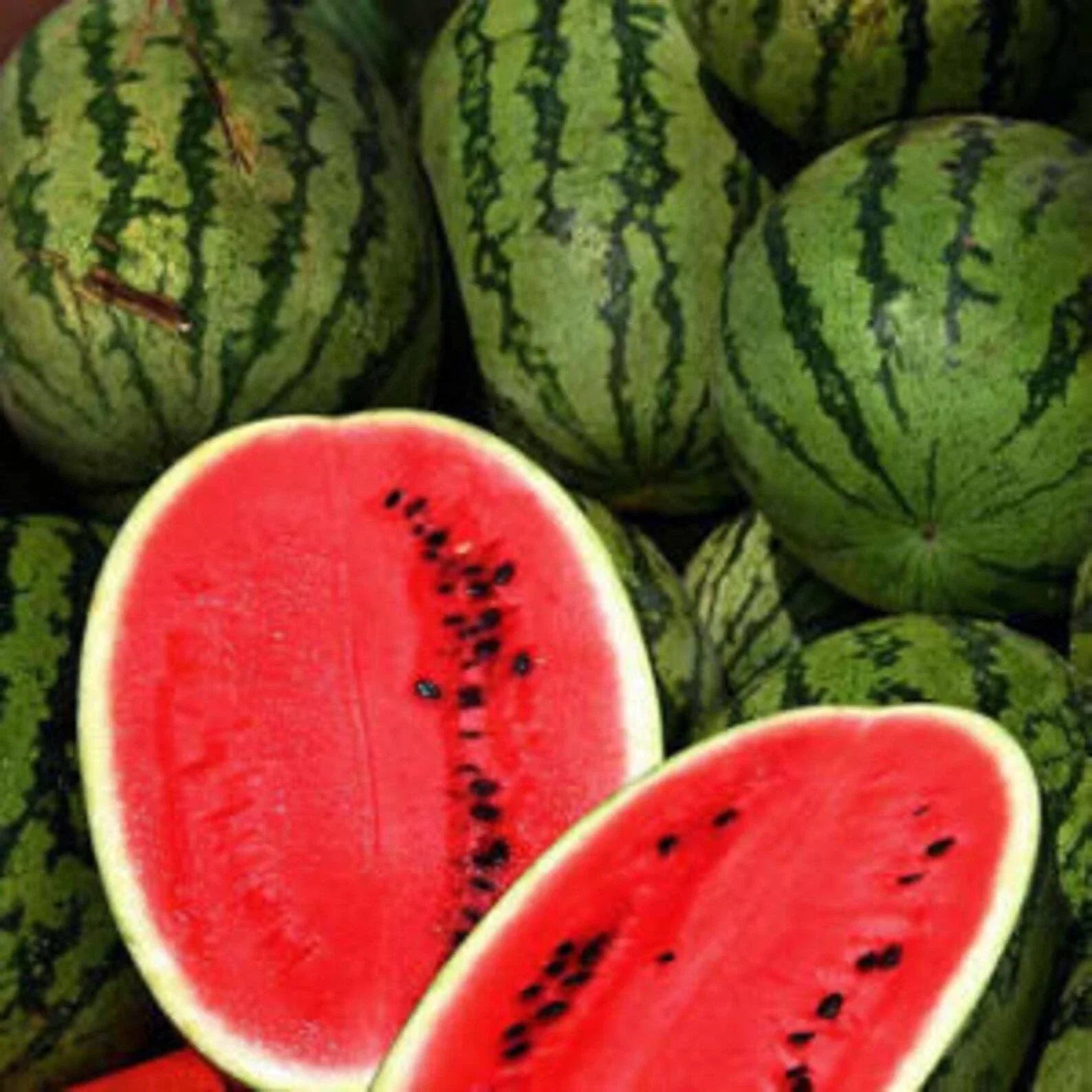 Watermelon Seeds - Heirloom Cal Sweet Supreme Citrullus lanatus, Non-GMO, Juicy Fruit, Pack of 25+ Seeds