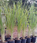 Lemon Grass Seeds - Non-GMO Cymbopogon citratus Herb Seeds for Culinary, Tea & Essential Oils, 200+ Pack