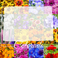 Colorado Wildflower Seed Mix - 1 lb Bulk Native Wildflowers for Landscaping & Pollinators, Covers 3,200 sq ft