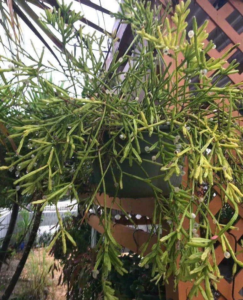 Fresh Rhipsalis edwaldiana Mistletoe Cactus Cuttings – Indoor Succulent Propagation, Trailing, Easy Care