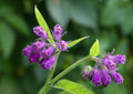 Bocking 14 Comfrey Root Cuttings, Unrooted for Gardening, Symphytum x uplandicum, Perennial Herb