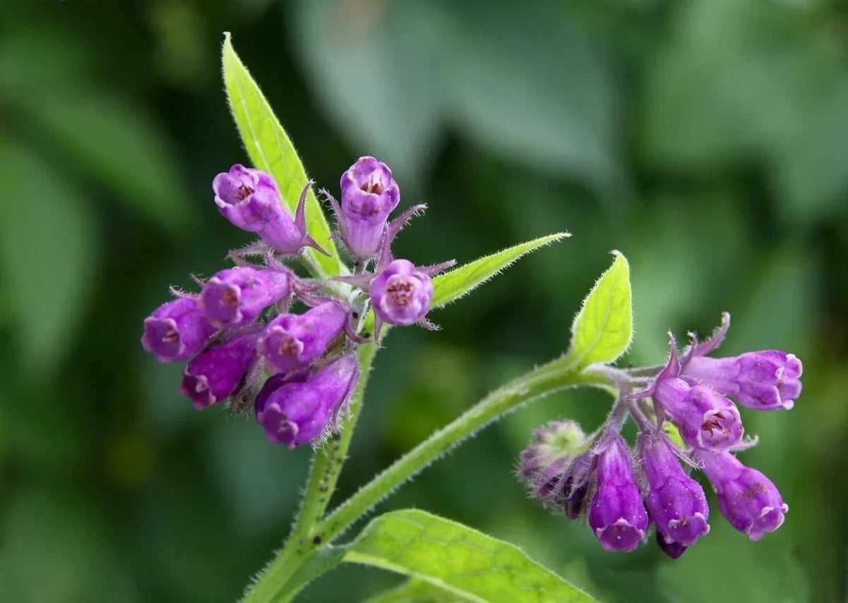 Bocking 14 Comfrey Root Cuttings, Unrooted for Gardening, Symphytum x uplandicum, Perennial Herb