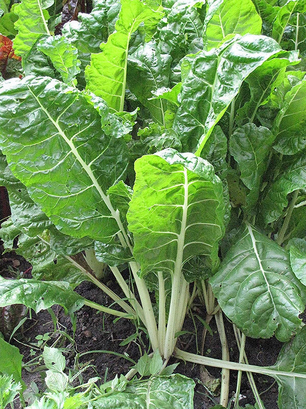 Swiss Chard Seeds - Fordhook Giant Beta vulgaris, 50 Non-GMO Vegetable Garden Seeds for Edible Greens
