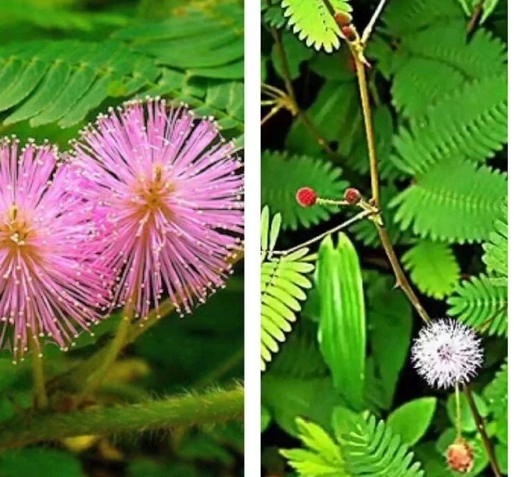 Sensitive Plant Seeds - 30 Seeds, Mimosa pudica, Touch Me Not, Interactive Foliage, Indoor & Outdoor Gardening