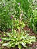 Hosta Cherry Berry Perennial Plant in 5.25" Pot, Shade Garden, Unique Heart-Shaped Leaves, Red Stems, Low Maintenance, Hosta spp.