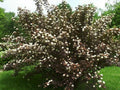 Purple Leaf Ninebark Cuttings Set of 10, Unrooted 6"+ Physocarpus opulifolius, Deer Resistant, Fast Growing Shrub for Hedges