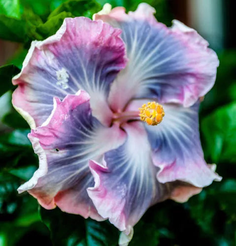Blue Purple Hibiscus Seeds - Perennial Flower, 20 Seeds, Hibiscus rosa-sinensis, Tropical Exotic, Blue and Purple Blooms