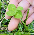 Rare 4 Leaf Clover Plant - Preserved Lucky Charm in Display Case - Trifolium repens