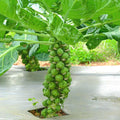 Diablo Brussels Sprouts Seeds, 500 Pack, Brassica oleracea var. gemmifera, Heirloom Vegetable Seeds for Garden Planting