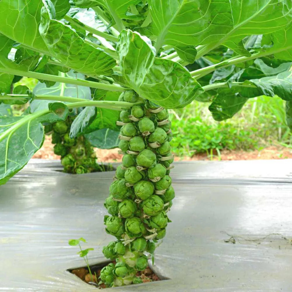 Diablo Brussels Sprouts Seeds, 500 Pack, Brassica oleracea var. gemmifera, Heirloom Vegetable Seeds for Garden Planting