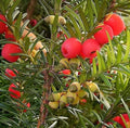 English Yew Tree Seeds 10 Pack - Taxus baccata Hardy Evergreen Conifer for Hedges & Landscaping