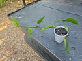 Epipremnum Pinnatum Skeleton Key Pothos Plant - Fully Rooted Indoor Houseplant with Unique Leaf Shape and Green Foliage