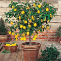 Meyer Lemon Tree - Live Citrus Plant in 10" Pot - Dwarf Citrus limon for Indoor & Outdoor Gardens