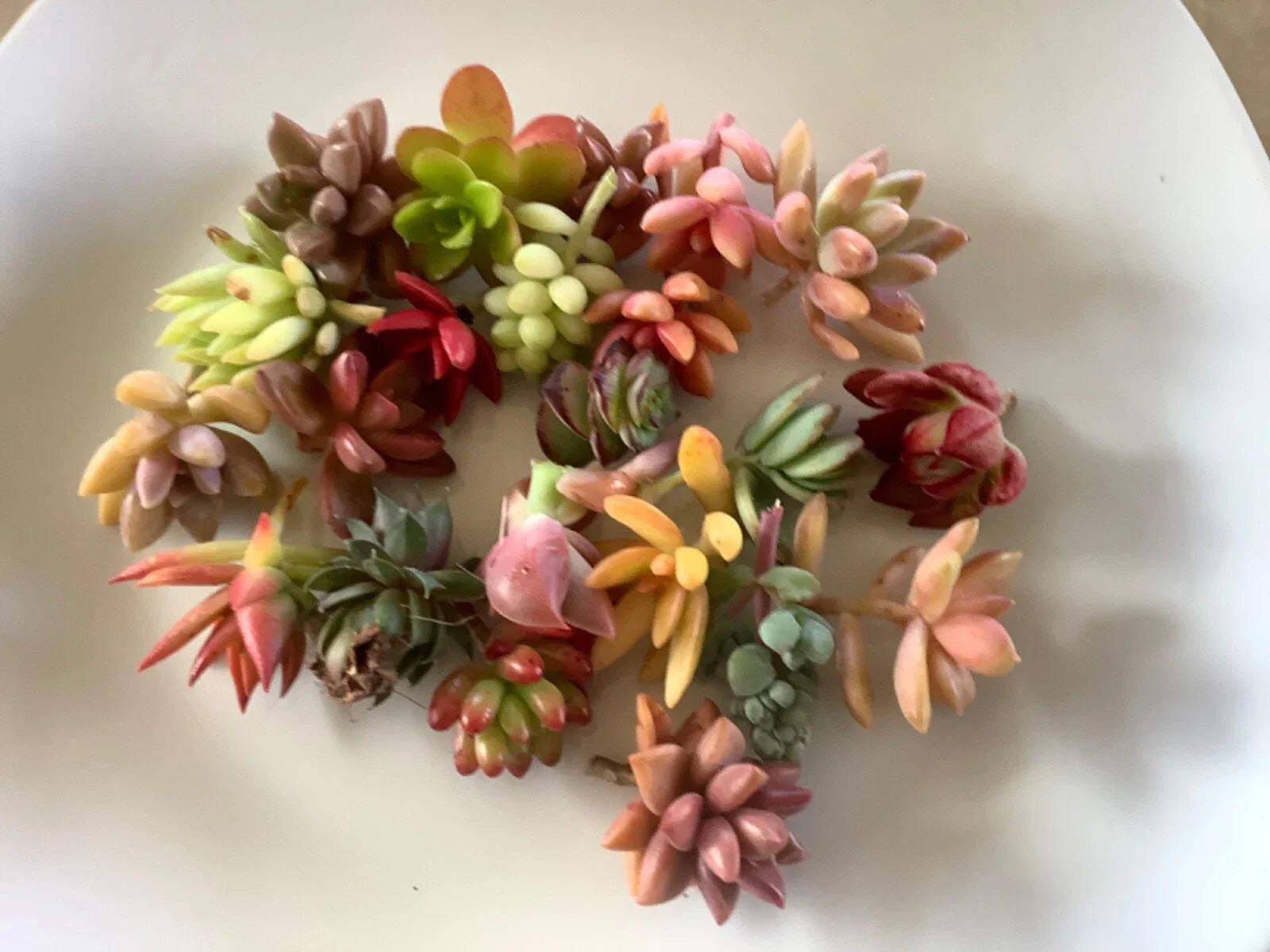 Mini Succulent Cuttings - 20 Assorted Varieties for DIY Arrangements & Gifts - Echeveria, Sedum, Crassula