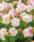St. Ola Geranium Seeds - 25+ Pack Pelargonium x hortorum for Garden Planting, Flowering, Pollinator Attracting