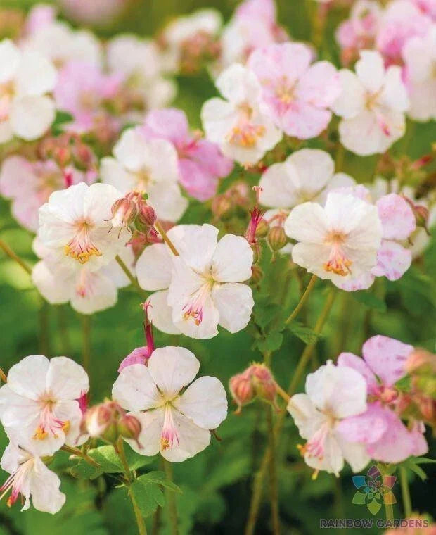 St. Ola Geranium Seeds - 25+ Pack Pelargonium x hortorum for Garden Planting, Flowering, Pollinator Attracting