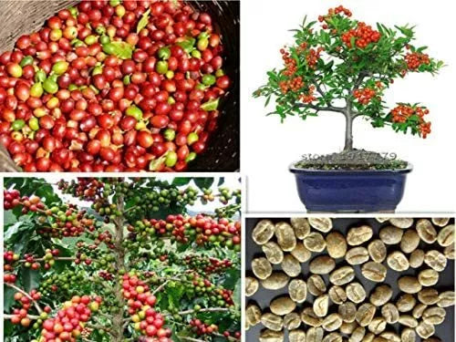 Arabica Coffee Bonsai Tree Seeds - 5 Pack for Indoor Gardening - Coffea arabica - Exotic Miniature Plant Seeds