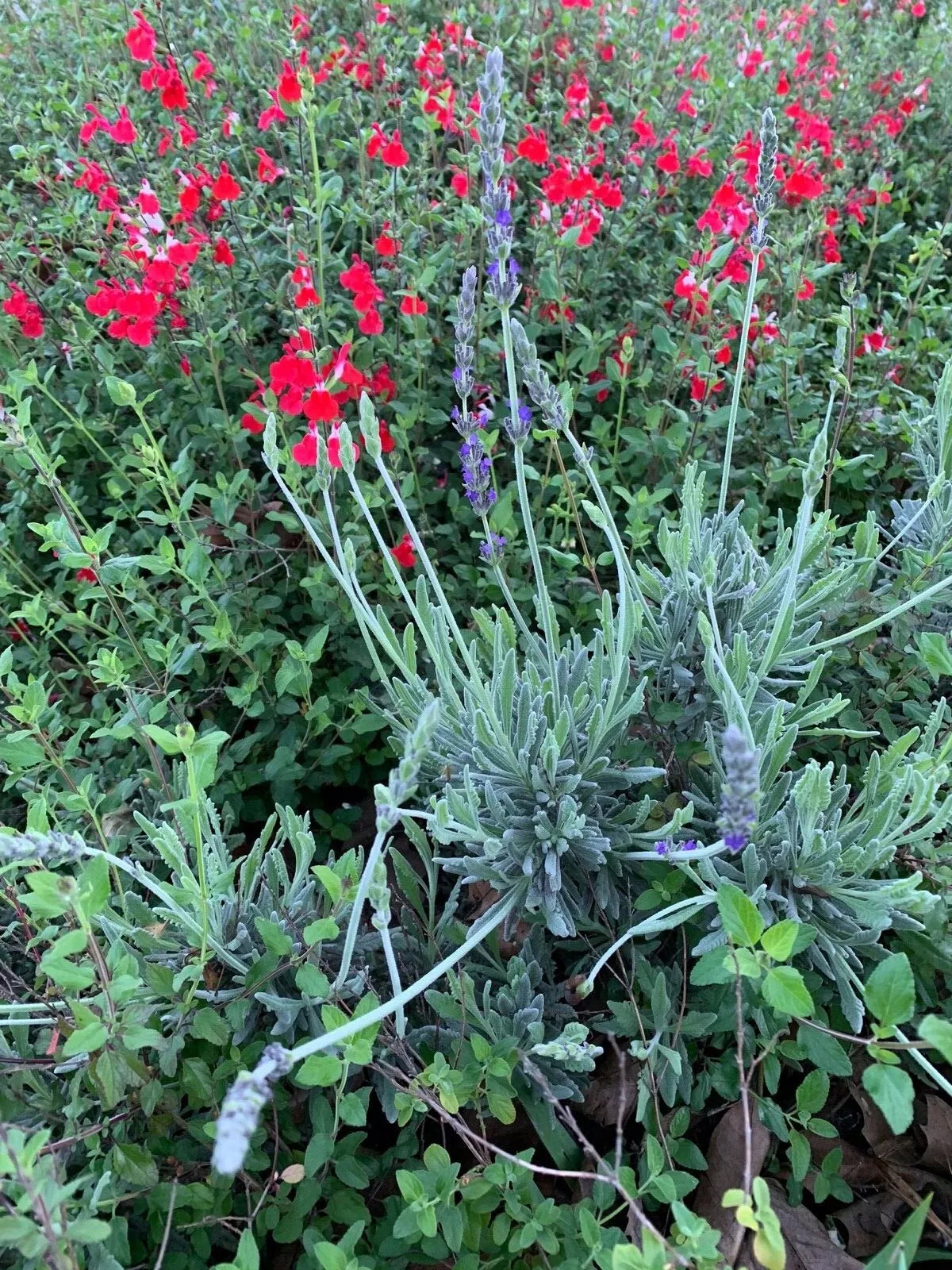 Butterfly Bush Combo Set Organic Live Cuttings Lavender & Red Autumn Sage Buddleja & Salvia greggii