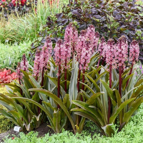 Pineapple Lily Plants Eucomis 'Purple Reign' - Unique Purple Flowers - Hardy Perennial Bulbs for Garden Decor