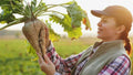 Sugar Beet Seeds 250+ Non-GMO Heirloom Beta vulgaris for Home Garden, Made in USA