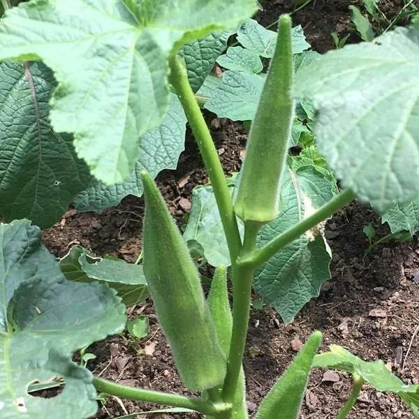 Emerald Okra Seeds Velvet Variety Pack | Abelmoschus esculentus Non-GMO Garden Seeds for High Yield and Full Sun Cultivation