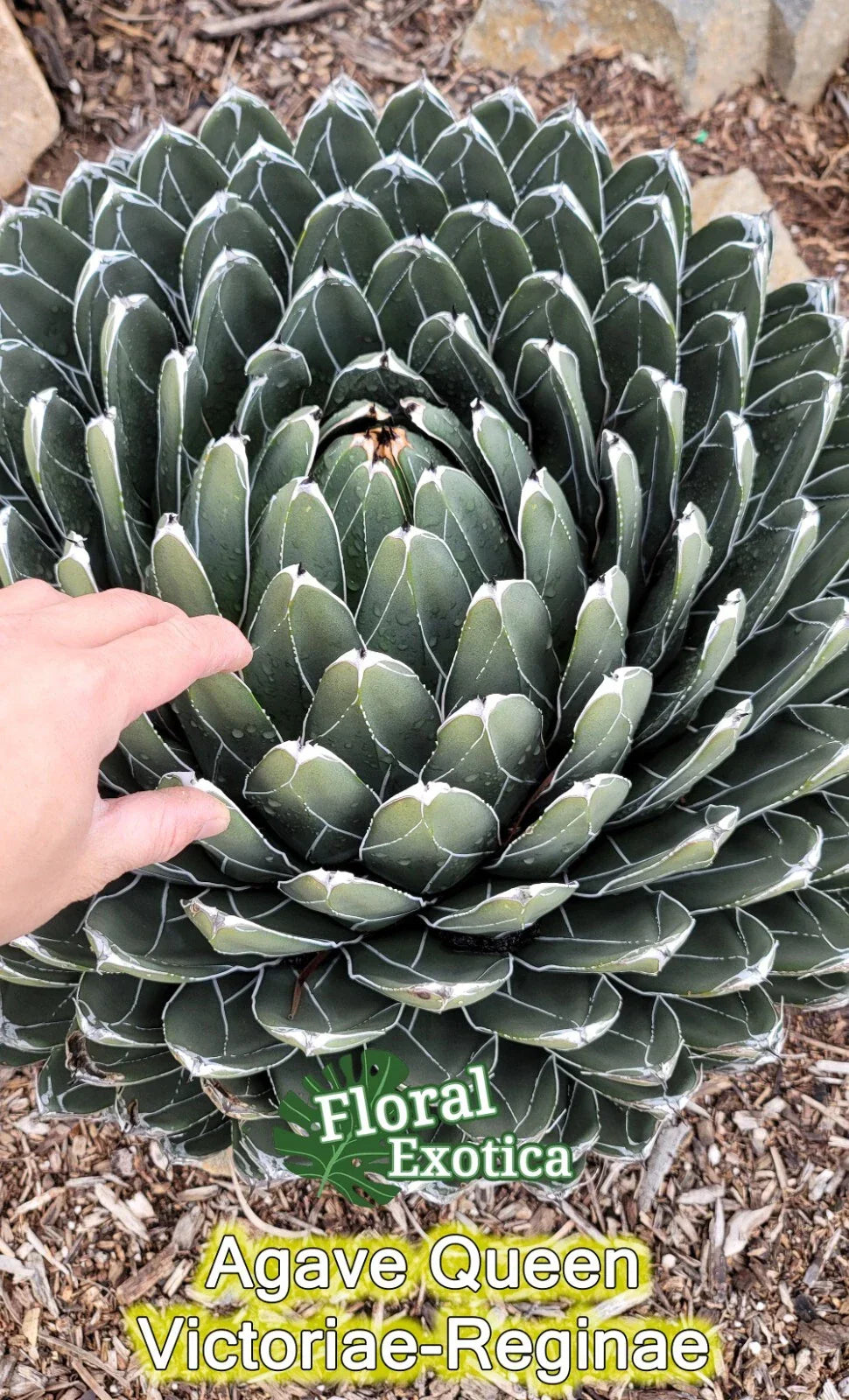 Queen Agave Victoria Reginae Succulent Starter Pup - Drought-Tolerant Indoor/Outdoor Plant