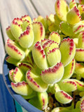 Cotyledon Variegated Bears Paw Succulent Cutting - 2-Inch Live Plant - Rare Unrooted Succulent - Cotyledon tomentosa