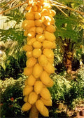 Yellow Mexican Papaya Seeds - Pack of 25+ Carica papaya Fruit Tree Seeds for Garden Planting, Fast USA Shipping