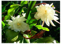 Epiphyllum Oxypetalum Queen of Night Rooted Cutting in 4" Pot, White Night-Blooming Cactus Plant