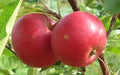 Rosette Apple Seeds - Malus domestica - Non-GMO Garden Planting for Home Orchards