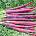 Cosmic Purple Carrot Seeds - Non-GMO Heirloom Daucus carota Vegetable Seeds, 200 Pack