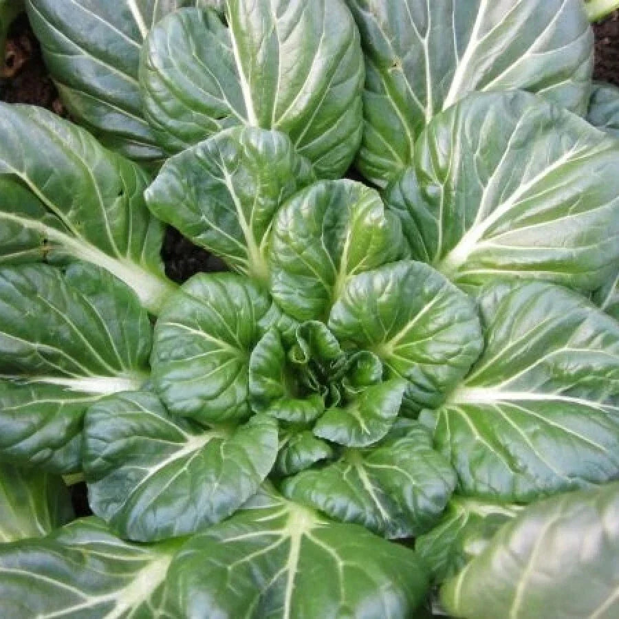 Tatsoi Mustard Seeds Pack – Non-GMO Asian Greens for Chinese Cuisine – Brassica rapa var. narinosa – 300+ Seeds, Indoor & Outdoor Gardening