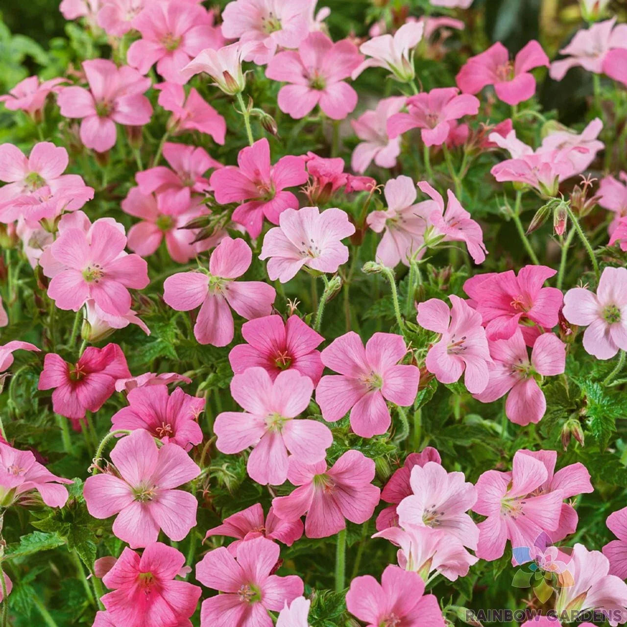 Rose Clair Geranium Seeds – Pelargonium x hortorum, Vibrant Pink Flowers, Garden, Container, Hanging Basket, Annual Seeds