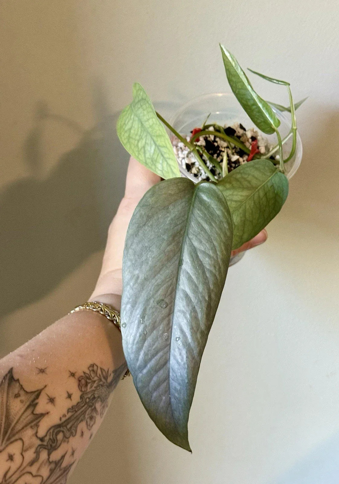 Rooted Cebu Blue Pothos Cuttings | Epipremnum aureum | Indoor Houseplant for Propagation & Decor