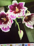 Miltonia Orchid Plant - Bare Root Bulb - Martin Oranstei - Indoor/Outdoor Epiphytic Orchid