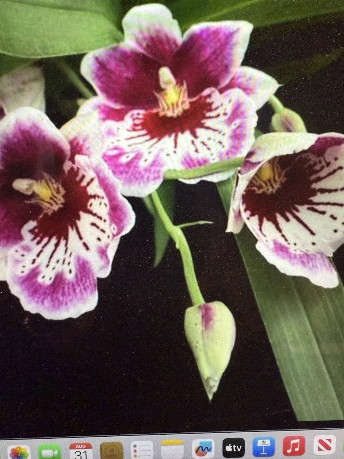 Miltonia Orchid Plant - Bare Root Bulb - Martin Oranstei - Indoor/Outdoor Epiphytic Orchid