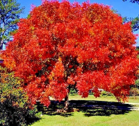 Chinese Pistachio Tree Seeds - 10 Hardy Seeds for Bonsai & Landscaping - Pistacia chinensis - Deciduous, Vibrant Foliage