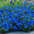 Bright Blue Alyssum Seeds - Lobularia maritima Ground Cover & Border Flowers - 25 Pack for Gardens & Containers