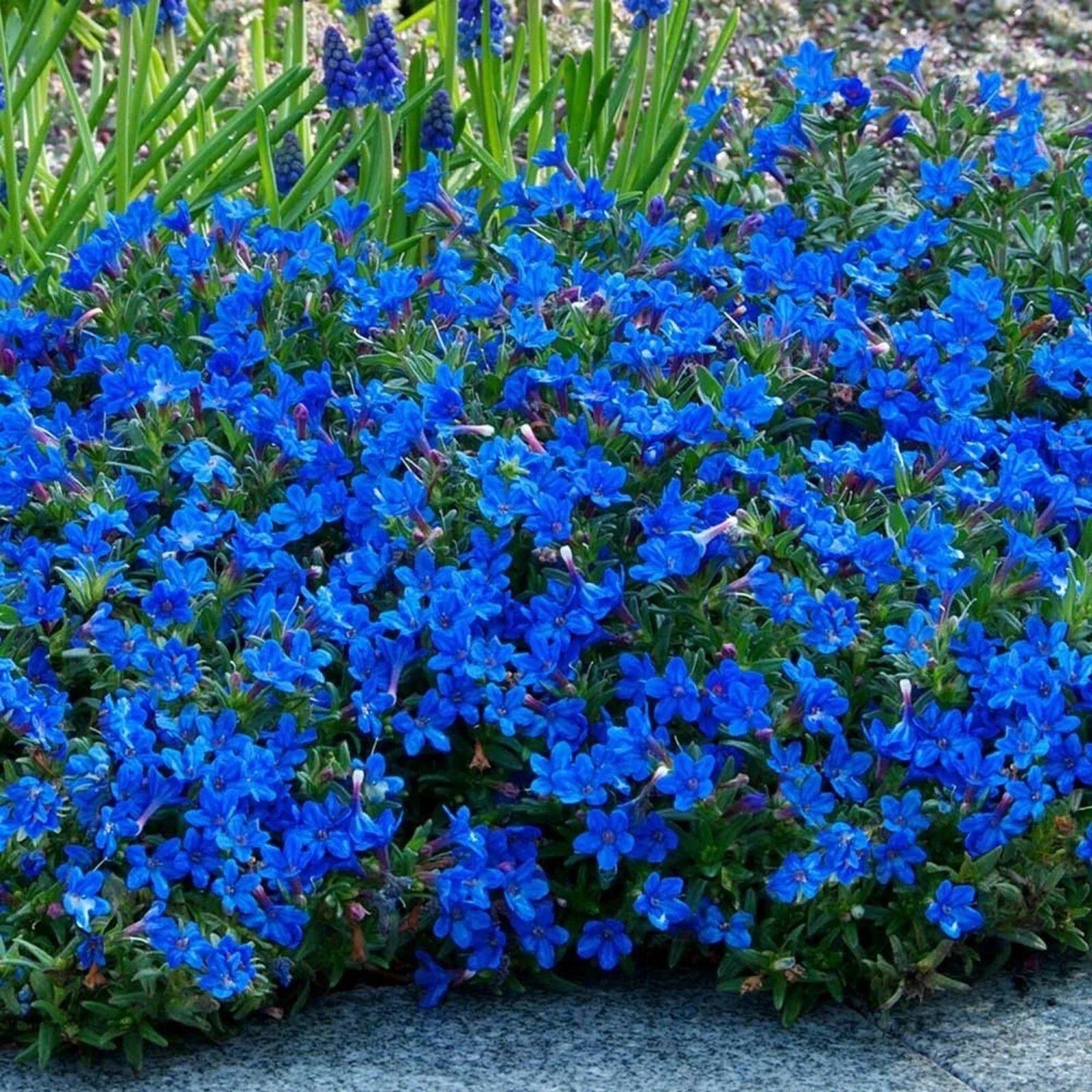 Bright Blue Alyssum Seeds - Lobularia maritima Ground Cover & Border Flowers - 25 Pack for Gardens & Containers