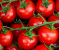 Large Red Cherry Tomato Seeds - 100+ Indeterminate Solanum lycopersicum Garden Vegetables