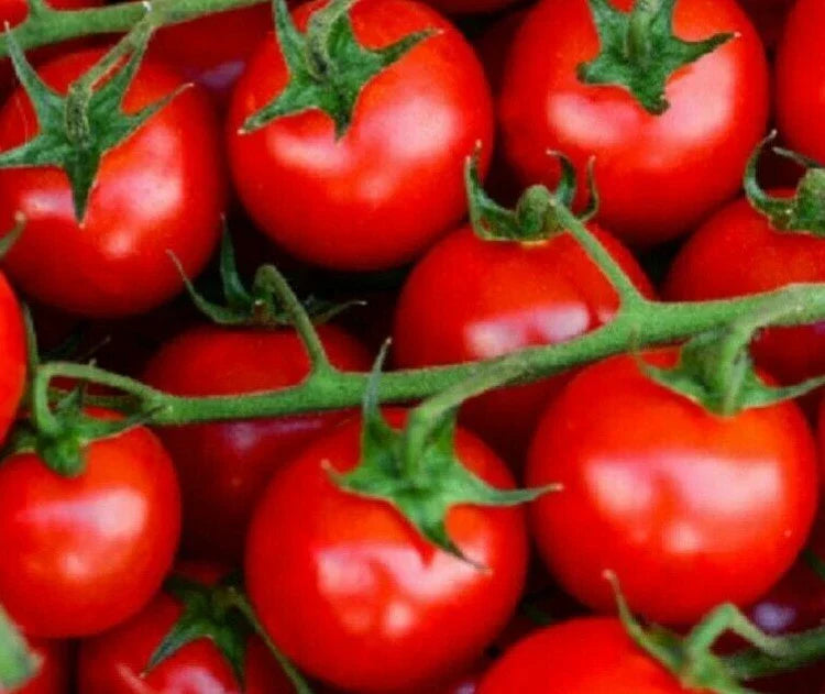 Large Red Cherry Tomato Seeds - 100+ Indeterminate Solanum lycopersicum Garden Vegetables