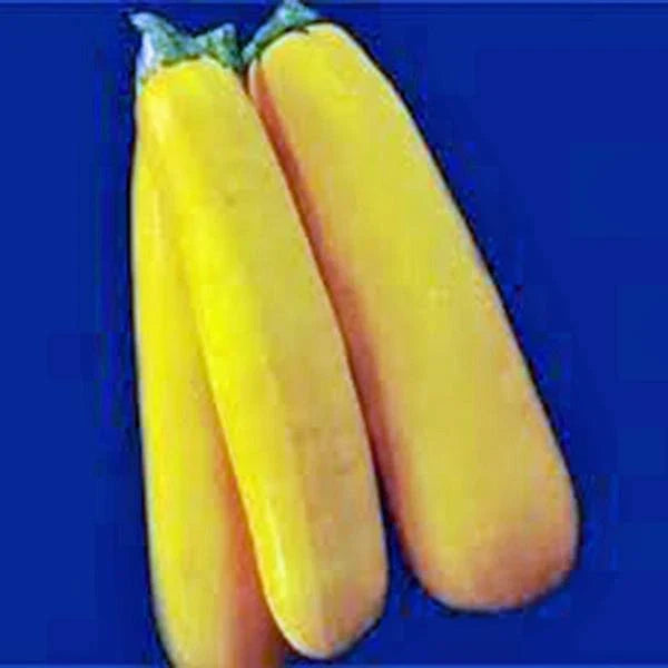 Golden Zucchini Squash Seeds - Heirloom, Non-GMO, Cucurbita pepo, 500 Seeds for Home Garden, Bush-Type, Full Sun