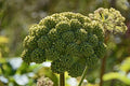 Angelica Seeds | Perennial Medicinal Herb | Rare Purple Variety | Angelica Atropurpurea, Herb Garden Seeds