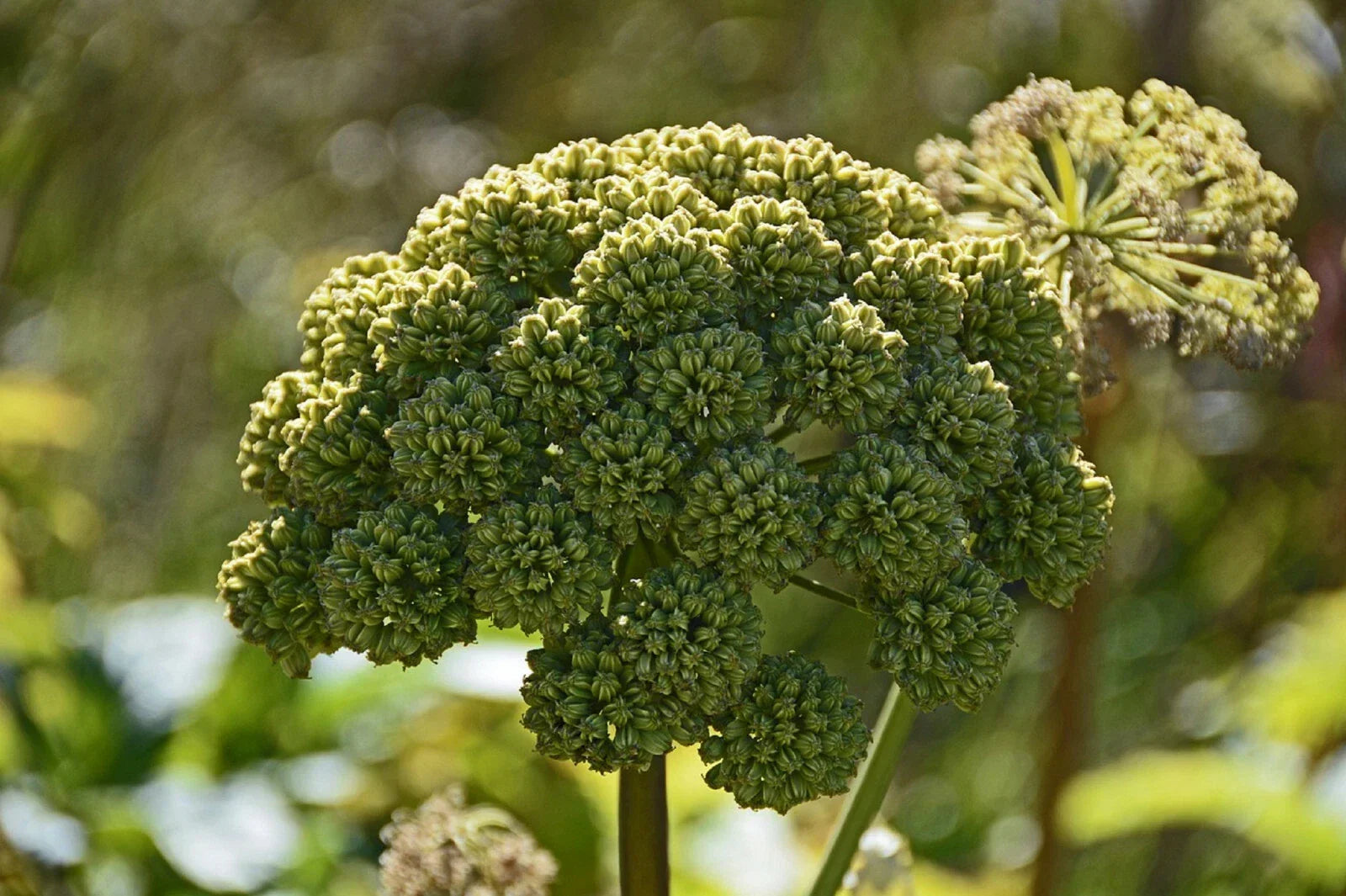 Angelica Seeds | Perennial Medicinal Herb | Rare Purple Variety | Angelica Atropurpurea, Herb Garden Seeds