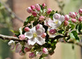 Apple Blossom Tree Seeds - Cassia javanica - Tropical Flowering Plant for Gardens and Landscaping