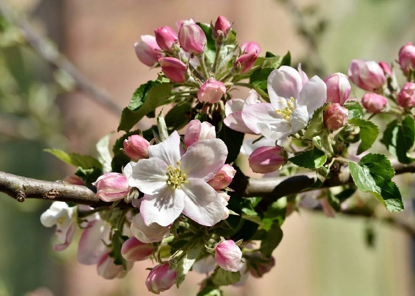 Apple Blossom Tree Seeds - Cassia javanica - Tropical Flowering Plant for Gardens and Landscaping