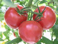 Rutgers Tomato Seeds - 30 Non-GMO Jersey Tomato, Solanum lycopersicum, Heirloom Variety for Home Gardening
