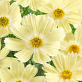 Lemonade Cosmos Seeds - 200+ Pack, Cosmos bipinnatus, Colorful Garden Flowers, Annual, Easy to Grow, Butterfly & Bee Attracting