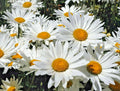 Shasta Daisy Seeds 200 Count - Hardy Leucanthemum × superbum Snow White Flowers for Garden, Borders, Cut Flowers